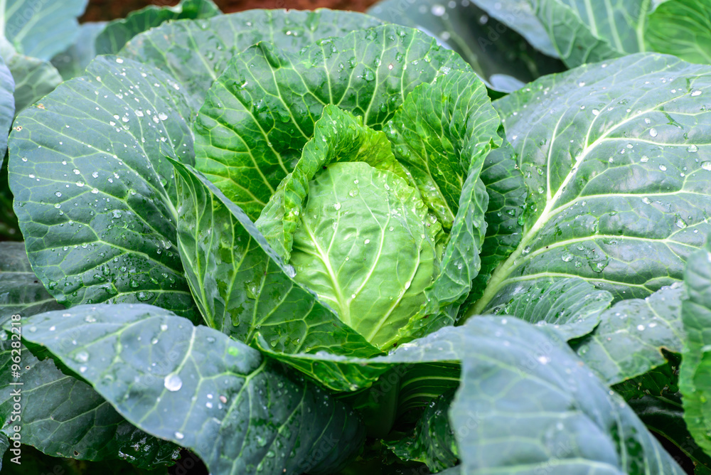 Obraz premium Close up of organic green cabbage in field.