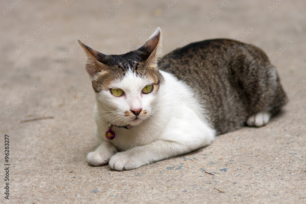 Female Thai Cat sitting relax on street