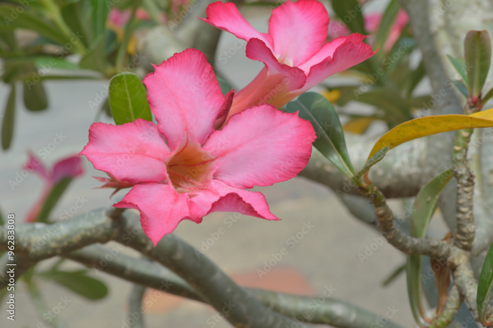 Obraz premium Azalea flowers with leaves in the garden