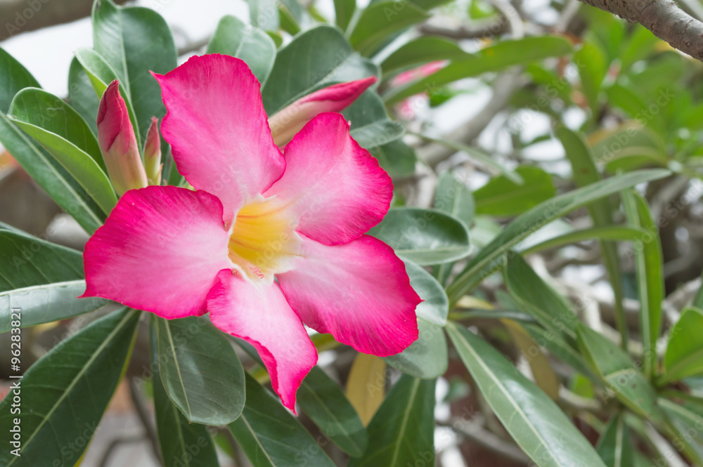 Azalea flowers with leaves Azalea flowers with leaves