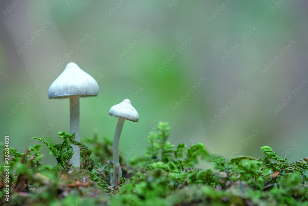 mushrooms mushrooms