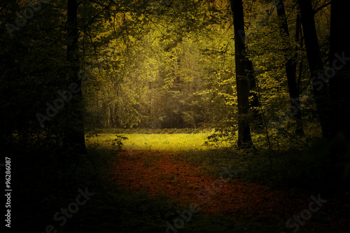 The light from the edge of forest