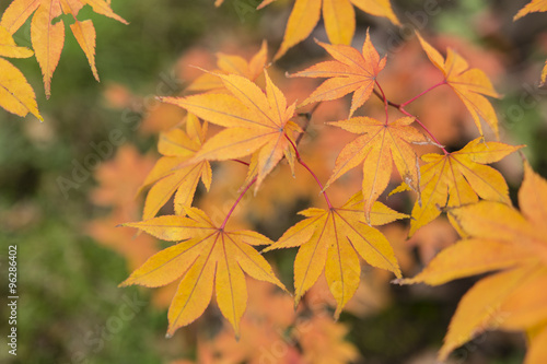 Autumn color of maple