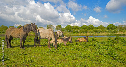 Herd of horses in nature below a blue cloudy sky 