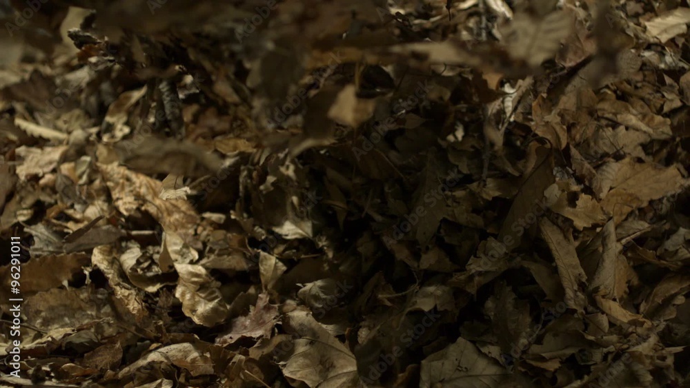 Dried leaves falling on black background shooting with high speed camera, phantom flex. Dried leaves falling on black background shooting with high speed camera, phantom flex.