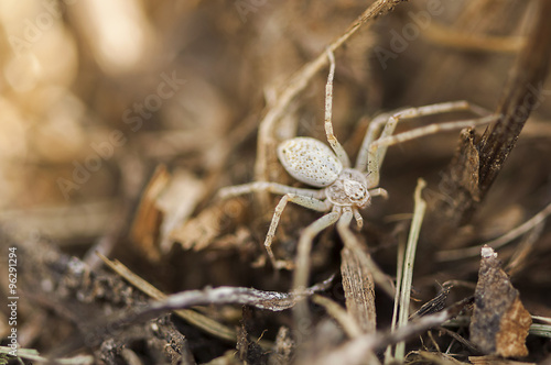 Small spider hiding in the grass. Camouflaged spider
