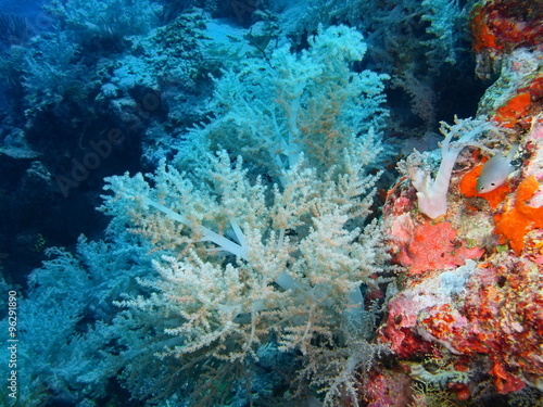 Soft coral, Island Bali © vodolaz