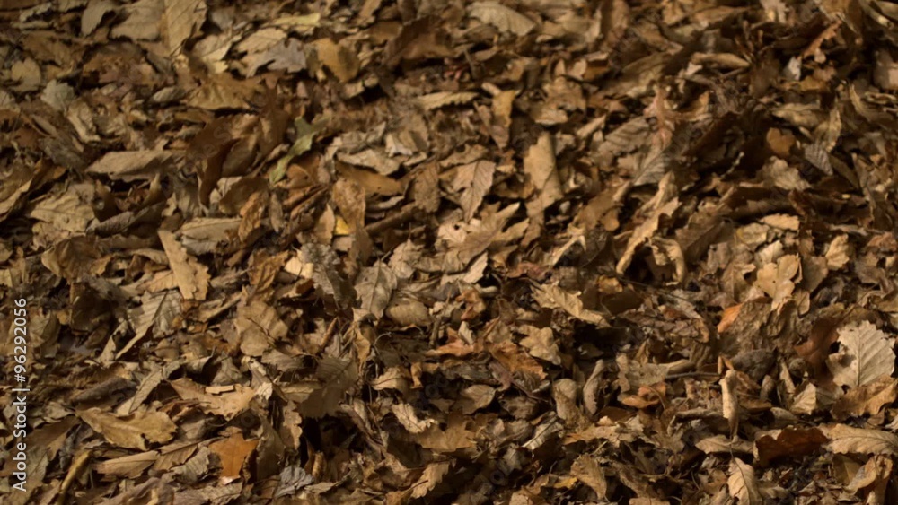 Blowing pile of dried leaves shooting with high speed camera, phantom flex. Blowing pile of dried leaves shooting with high speed camera, phantom flex.
