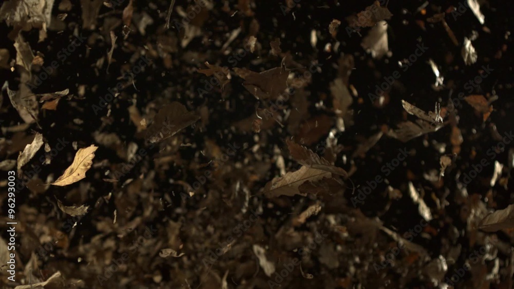 Blowing pile of dried leaves shooting with high speed camera, phantom flex. Blowing pile of dried leaves shooting with high speed camera, phantom flex.