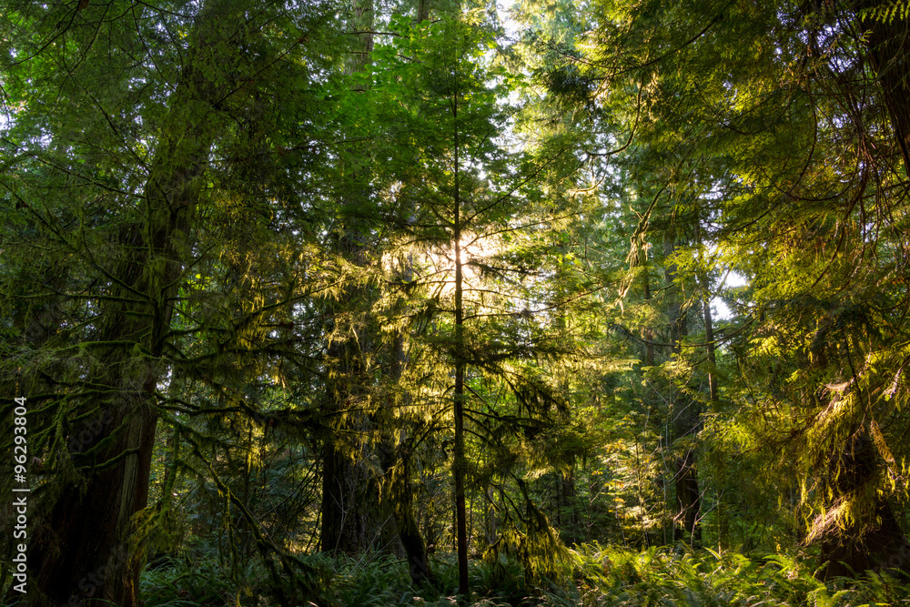 Sunshine bursting through the canopy & around a tree creating a silhouette & backlighting the leaves at Cathedral Grove, Vancouver Island, Canada. Sunshine bursting through the canopy & around a tree creating a silhouette & backlighting the leaves at Cathedral Grove, Vancouver Island, Canada.