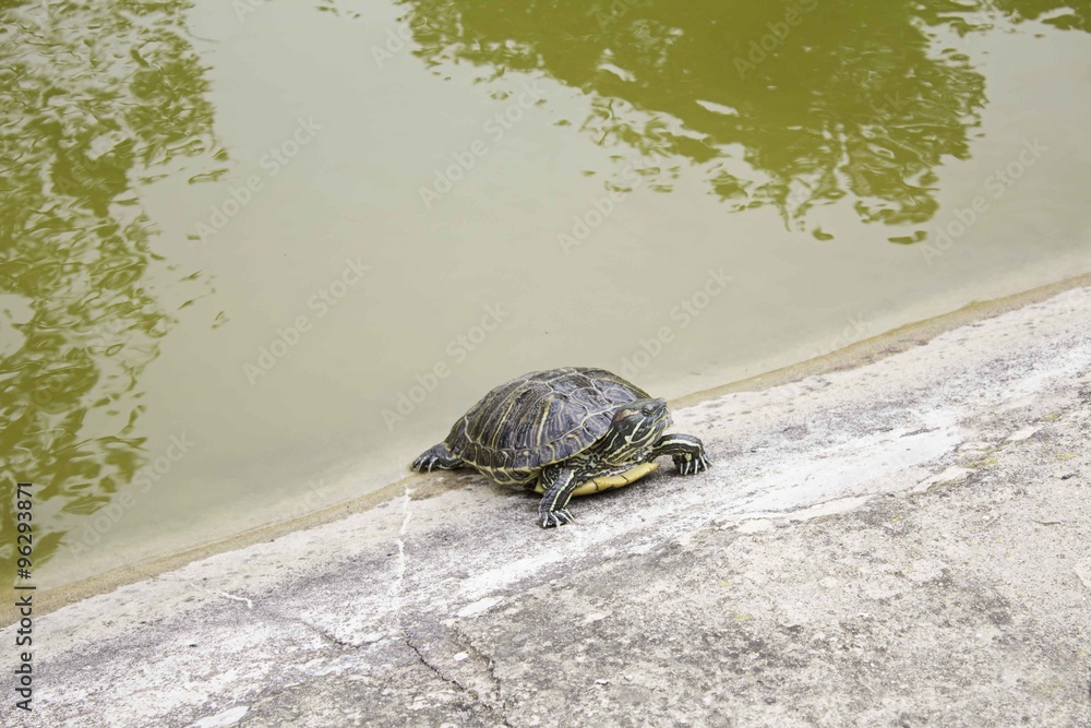 Obraz premium Turtle in Lake
