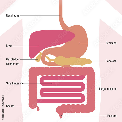 human digestive organs, simplified illustration and name of each organ