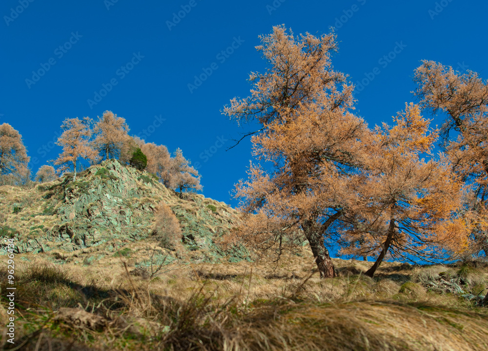 autumn mountain landscape with trees and rocks