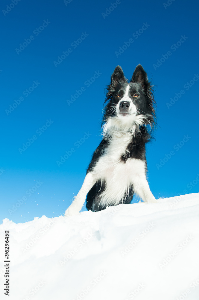 Border Collie alone in the peace of the snow