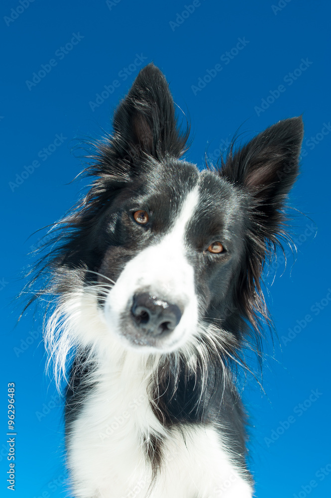 portrait of Border Collie in the blu sky