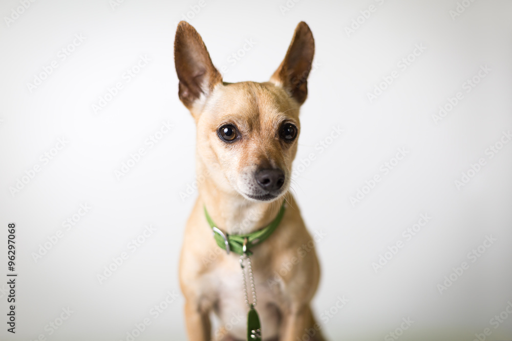Chihuahua mix dog profile front portrait
