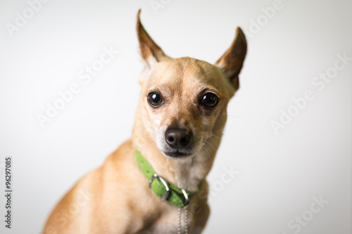 Chihuahua mix dog portrait