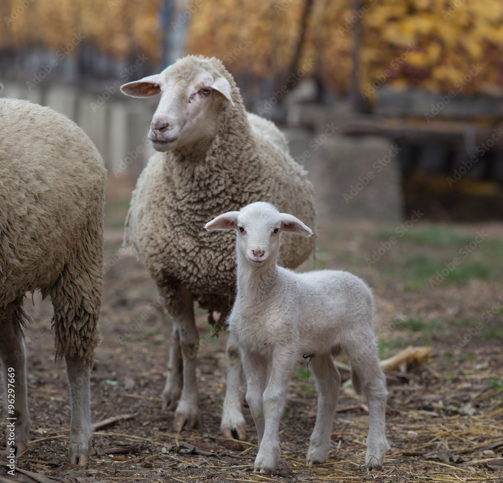 Lamb and sheep on the farm