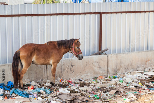 Fototapeta Naklejka Na Ścianę i Meble -  A horse in Thailand stands in the waste and its own excrement.