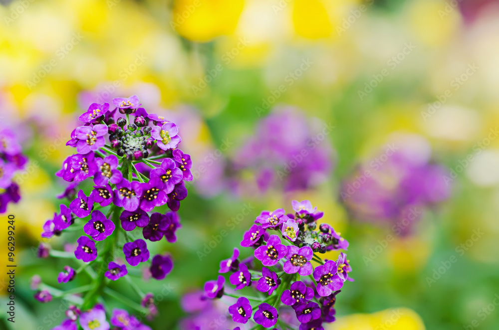 Obraz premium Pink yellow flowers