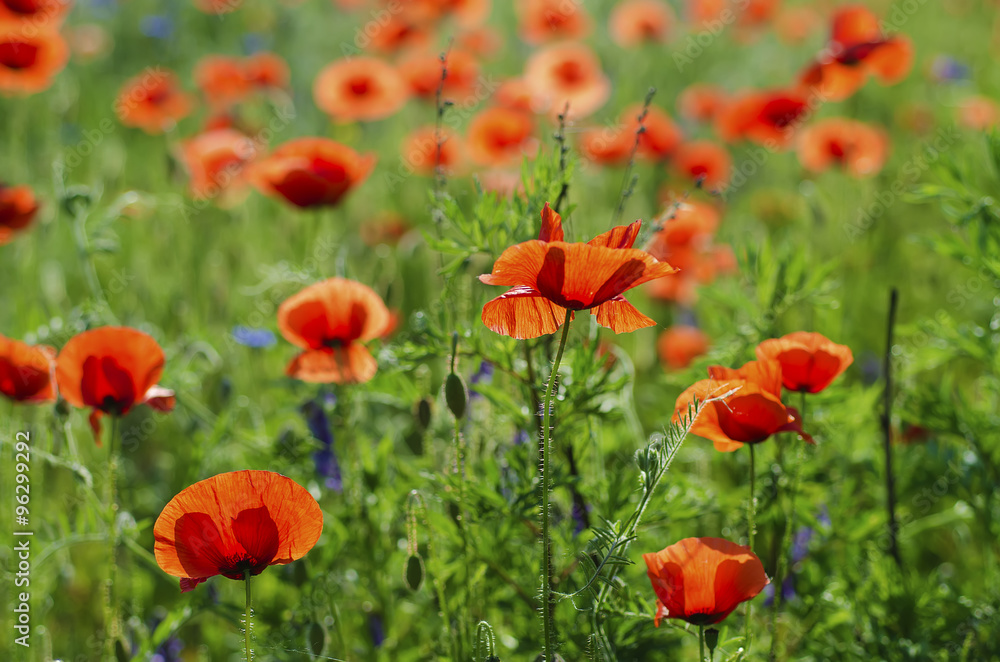 Poppy in a field