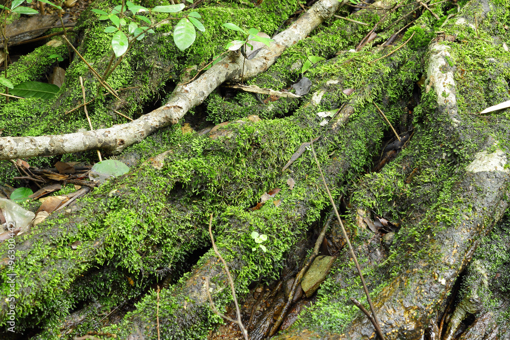 Green moss, grunge texture, background Green moss, grunge texture, background