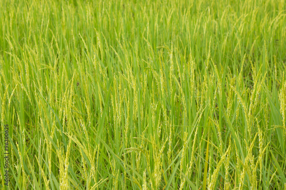 Green rice field in Thailand, Selective Focus Green rice field in Thailand, Selective Focus