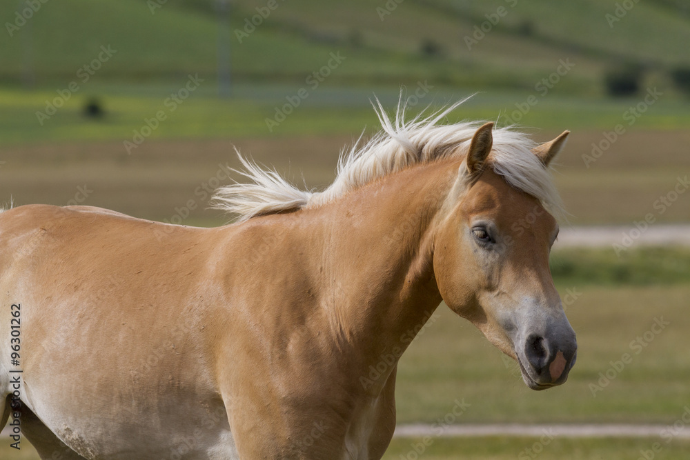 Obraz premium wild horse