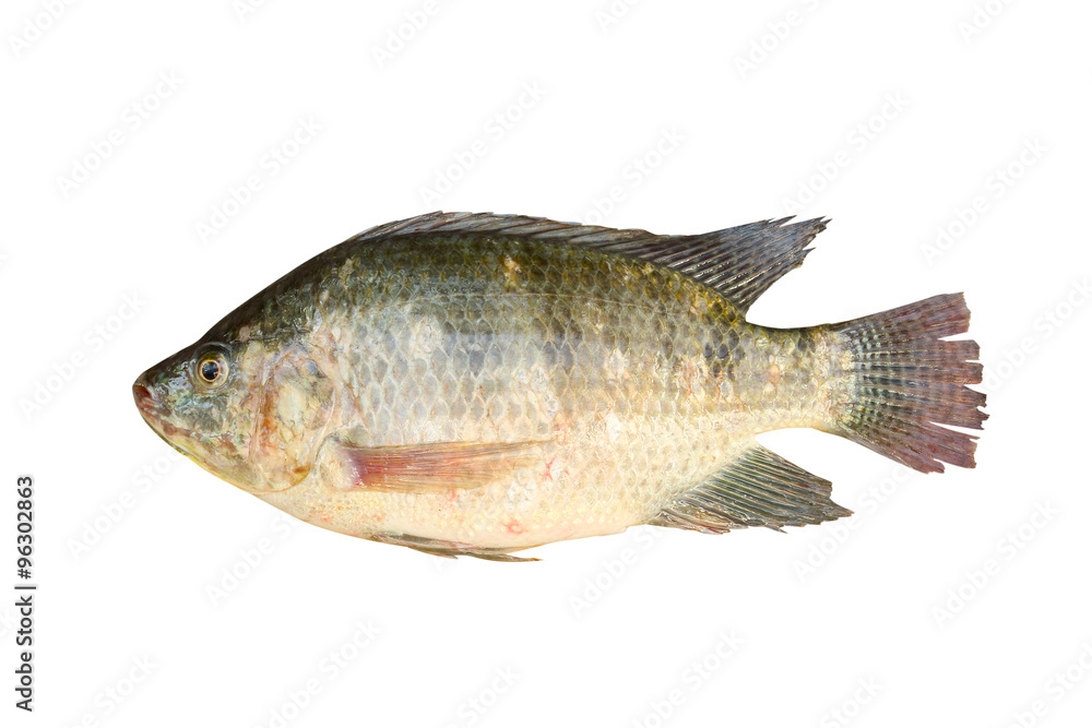 Nile tilapia fish isolated on white background Nile tilapia fish isolated on white background