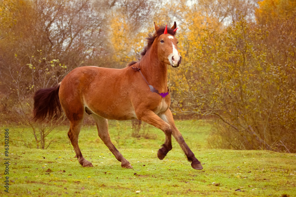 Halloween horse