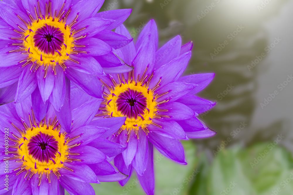 Obraz premium Purple lotus flowers on blurred water and leaves