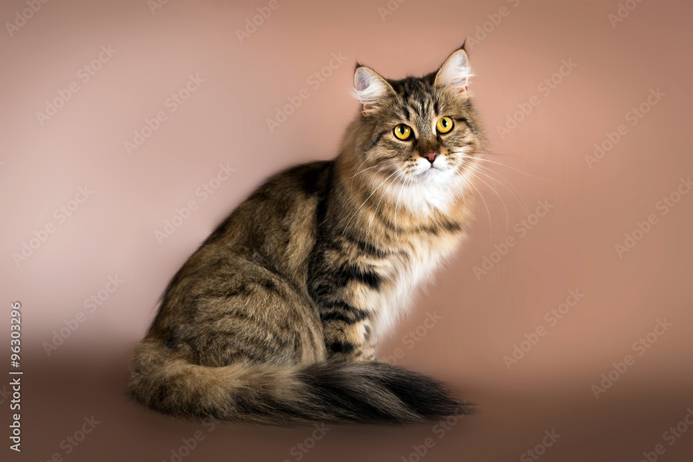 purebred Siberian cat sitting on brown background purebred Siberian cat sitting on brown background