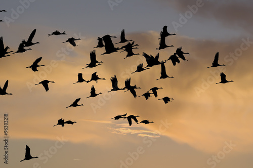 Migratory Birds  © canaran