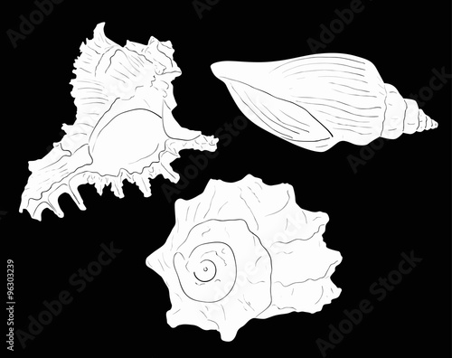 three shellfishes sketches isolated on black