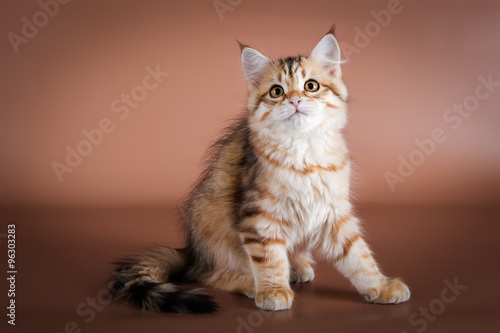 Quadro em tela purebred Siberian cat sitting on brown background