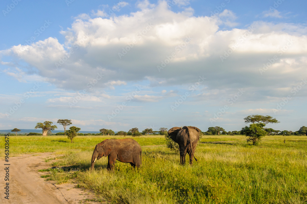 Elephants in the Tarangire Park, Tanzania Elephants in the Tarangire Park, Tanzania