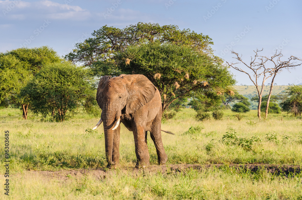Elephant bull in the Tarangire Park, Tanzania