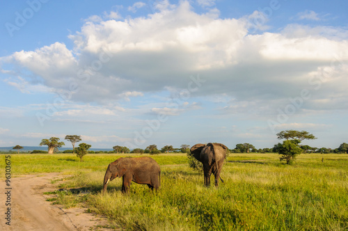 Elephants in the Tarangire Park  Tanzania