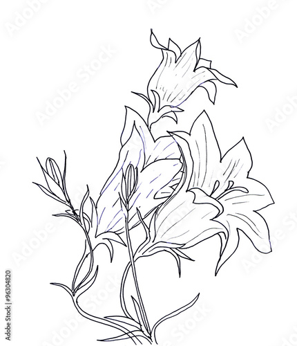 Fototapeta Hand ink drawing bellflower