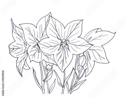Fototapeta Hand ink drawing bellflower
