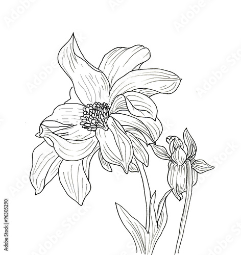 Fototapeta Line ink drawing of dahlia flower