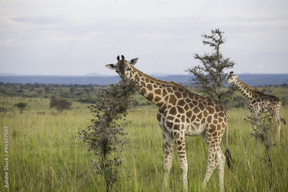 Giraffes eating in Murchison Falls National Park, Uganda