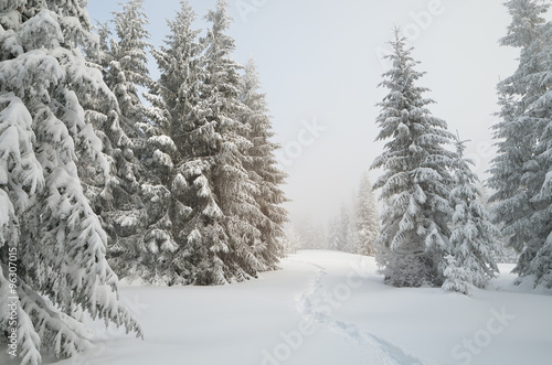 Winter landscape in forest