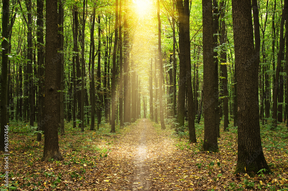 Forest with sunlight