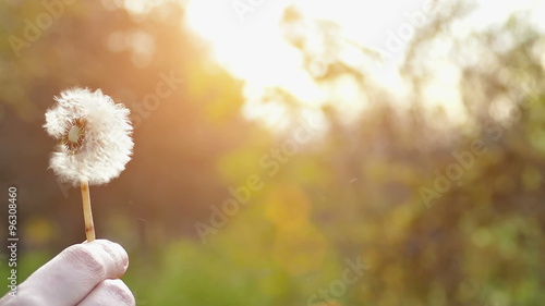 Blowing dandelion in the park in slow motion, Slow Motion Video clip