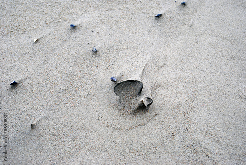 eine Muschel versucht standhaft nicht vom Sand bedeckt zu werden