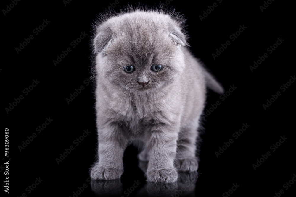 Lop-eared kitten on a background