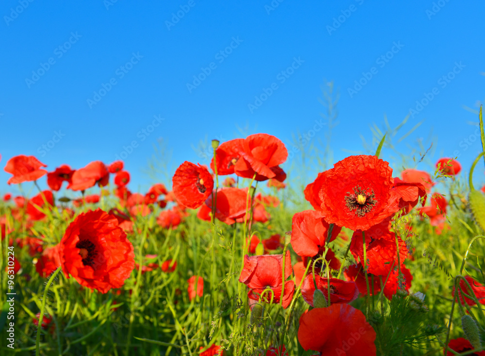 Fototapeta premium Poppies