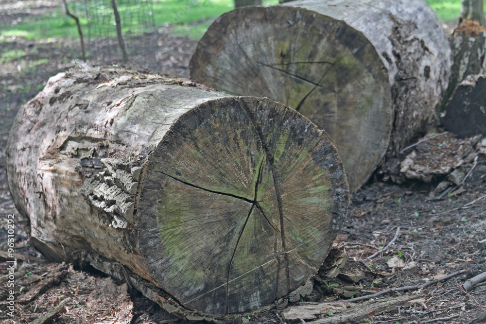 Fototapeta premium Jahresringe vom Baum