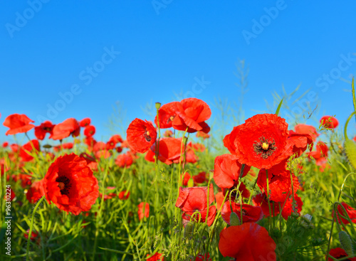 Fototapeta Naklejka Na Ścianę i Meble -  Poppies